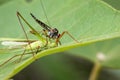 Image of an robber fly& x28;Asilidae& x29; eating grasshopper. Royalty Free Stock Photo