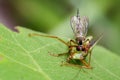 Image of an robber fly& x28;Asilidae& x29; eating grasshopper. Royalty Free Stock Photo