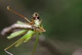 Image of an robber fly& x28;Asilidae& x29; eating grasshopper. Royalty Free Stock Photo