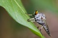 Image of an robber fly& x28;Asilidae& x29; on green leaves. Royalty Free Stock Photo