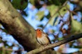 Robin posing in a tree Royalty Free Stock Photo