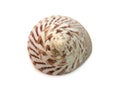 Image of Rochia nilotica, common name the commercial top shell, is a species of sea snail, a marine gastropod mollusk in the Royalty Free Stock Photo