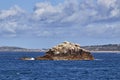 Gannet Rock, Alderney, Channel Islands