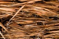Roof covered with dry palm leaves. Royalty Free Stock Photo