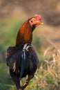 Image of rooster in green field. Royalty Free Stock Photo