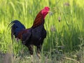 Image of rooster in green field. Royalty Free Stock Photo