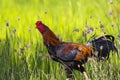 Image of rooster in green field. Royalty Free Stock Photo