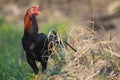 Image of rooster in green field. Royalty Free Stock Photo