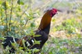 Image of rooster in green field. Royalty Free Stock Photo