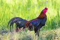 Image of rooster in green field. Royalty Free Stock Photo