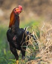Image of rooster in green field. Royalty Free Stock Photo