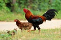 Image of rooster and hen. Royalty Free Stock Photo