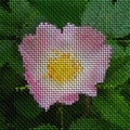 Image rose bloom knit generated texture