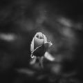 Rose Flower in Monochrome Royalty Free Stock Photo