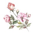 The image of a rose.Hand draw watercolor illustration.