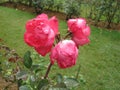 The image is rose in sri lanka. location is Haggala sri lanka