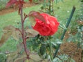 The image is rose in sri lanka. location is Haggala sri lanka