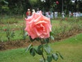 The image is rose in sri lanka. location is Haggala sri lanka