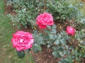 The image is rose in sri lanka. location is Haggala sri lanka