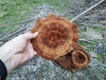 Round brown Tiger`s Eye Fungus