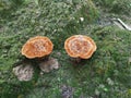 Round brown Tiger`s Eye Fungus