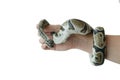 The image of the royal or ball python on the hand of man