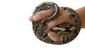 The image of the royal or ball python on the hand of man Royalty Free Stock Photo