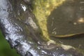 rubber tree bowl fills with water the breeding ground for mosquito.