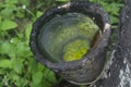 rubber tree bowl fills with water the breeding ground for mosquito.