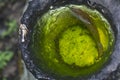 rubber tree bowl fills with water the breeding ground for mosquito.