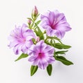 Image of ruellia tuberosa flower on white background. Nature. Illustration, Generative AI