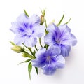 Image of ruellia tuberosa flower on white background. Nature. Illustration, Generative AI