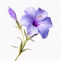 Image of ruellia tuberosa flower on white background. Nature. Illustration, Generative AI