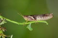 Image of rufous-legged grasshopper on nature background. Insect