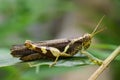 Image of Rufous-legged Grasshopper & x28;Xenocatantops humilis& x29;