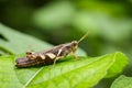 Image of Rufous-legged Grasshopper.