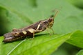 Image of Rufous-legged Grasshopper & x28;Xenocatantops humilis& x29;