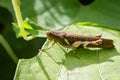 Image of Rufous-legged Grasshopper.