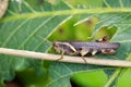 Image of Rufous-legged Grasshopper Xenocatantops humilis.