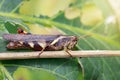 Image of Rufous-legged Grasshopper Xenocatantops humilis.