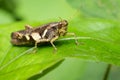 Image of Rufous-legged Grasshopper Xenocatantops humilis