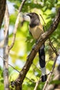 Image of Rufous Treepie Dendrocitta vagabunda on the tree branch on nature background. Bird. Animals