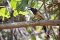 Image of Rufous Treepie Dendrocitta vagabunda on the tree branch on nature background. Bird. Animals