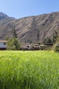 Image of rural scene of wheat crop in Peruvian Andes. Royalty Free Stock Photo