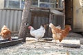 Image`s focus is in right zone of the photo on red brown chicken. Selective focus. Chickens walk in countryside yard. Sunny day