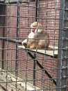 Caged monkey at the zoo Royalty Free Stock Photo