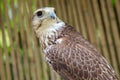 Saker Falcon looking behind Royalty Free Stock Photo