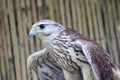 A Saker Falcon with open wings Royalty Free Stock Photo