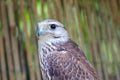 Saker Falcon posing for the camera Royalty Free Stock Photo