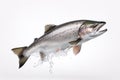 Image of salmon on white background. Fish. Underwater animals. Illustration, Generative AI